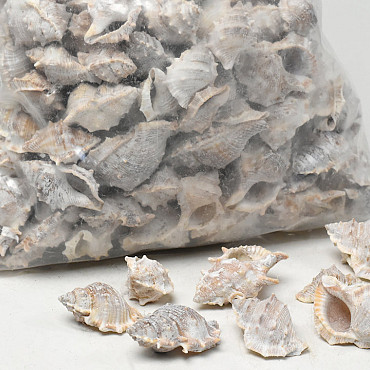 Shells Pennchiman Stone Wash 1kg