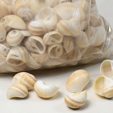 Muscheln Mattukan 1Kg