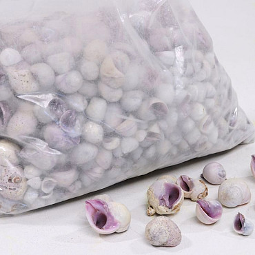 Shells Violet 1kg