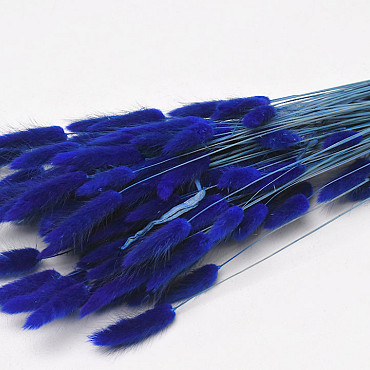 Lagurus Blue 60cm