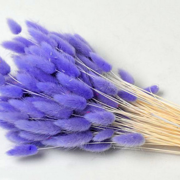 Lagurus Pastel Violet 65cm