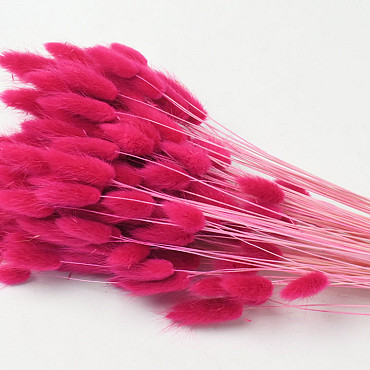 Lagurus Fuchsia 65cm