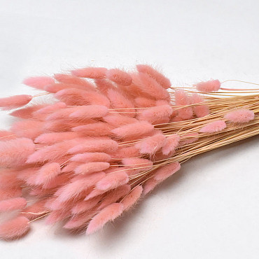 Lagurus Soft Pink 65cm
