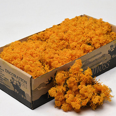 Reindeer Moss Orange 500g.