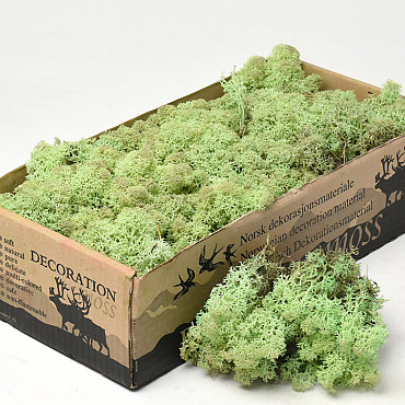 Reindeer Moss Mint Green 500g.