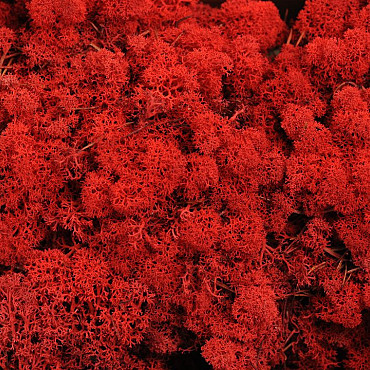 Reindeer Moss Red per kg