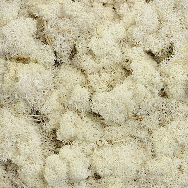 Lichen stabilisé Blanchi par kg