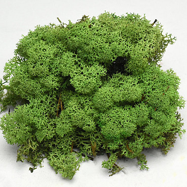 Reindeer Moss Medium Green 40g.