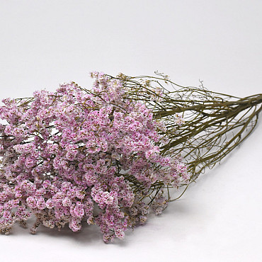 Limonium Pink 70cm 