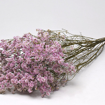 Limonium Roze 70cm