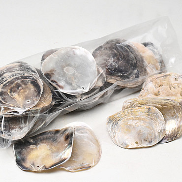 Placuna Muscheln 30-Pack