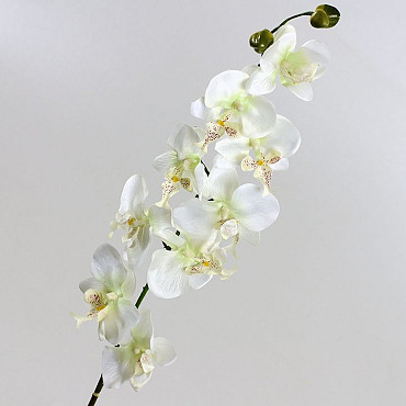 OrchidÃ©e Papillon 80cm blanc
