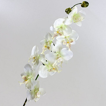 Phalaenopsis 9-bloemig 80cm wit