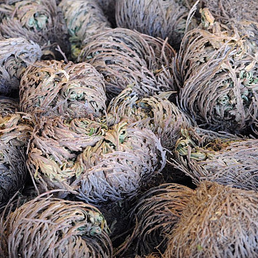 Rose of Jericho XL