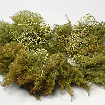 Sea Moss 2nd Quality
