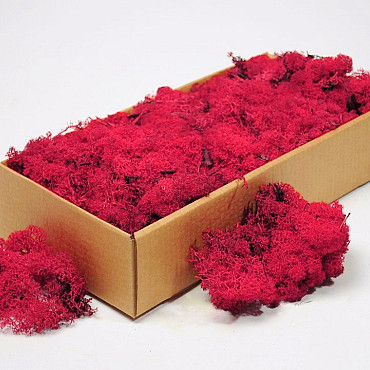 Reindeer Moss Raspberry Red 500g.