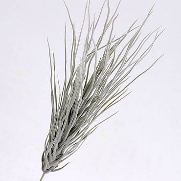 Touffe de Tillandsia 35cm