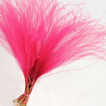 Stipa Penata 50cm, Pink