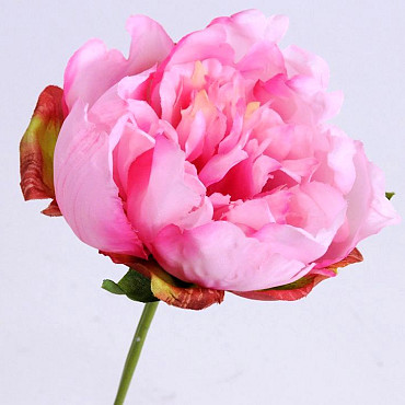 Pivoine 25cm rose