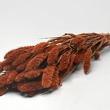 Bouquet Setaria Burnt Orange 65cm