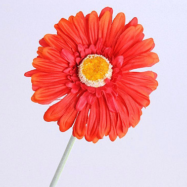 Gerbera 55cm orange
