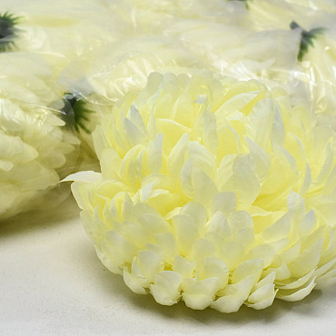 Chrysanthemum Yellow/Cream D13cm