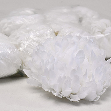 Chrysanthème Blanc D13cm