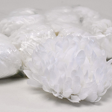 Chrysanthème Blanc D13cm