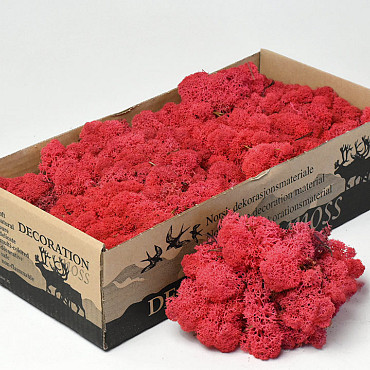 Reindeer Moss Red 500g.