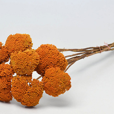 Achillea Parker Orange 70cm