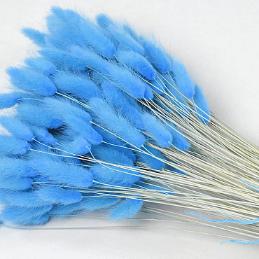Lagurus Pastel Blau 65cm