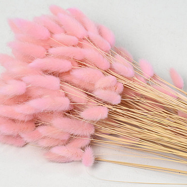 Lagurus Pastel Pink 65cm