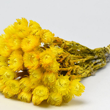 Helichrysum Vestitum  Gelb 