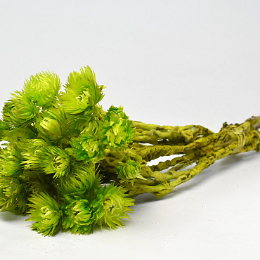 Helichrysum Vestitum Green 