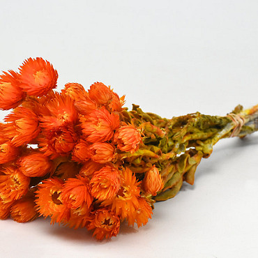 Helichrysum Cape Snow Orange 