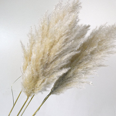 Pampas gras 110cm