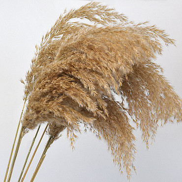 Pampas grass 100cm 5pcs