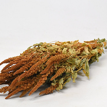 Amaranthus Orange 70cm