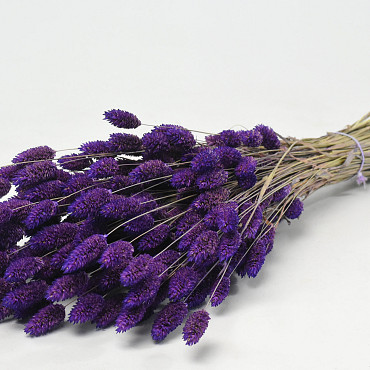 Phalaris Lavendelpaars 70cm