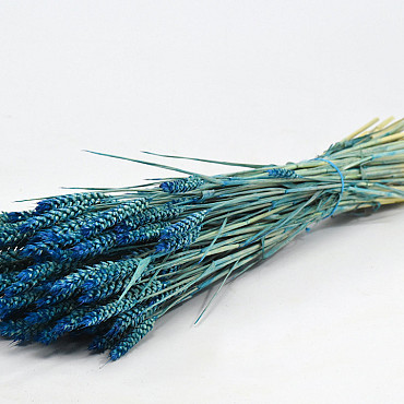 Triticum Petrol Blau (Weizen) 70cm