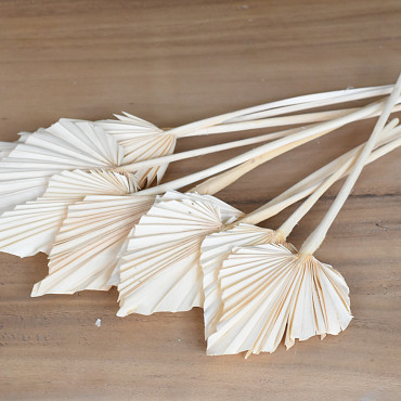 Palm Spear Bleached 40-55cm 