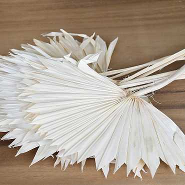 Sun Spear Bleached 40-50cm