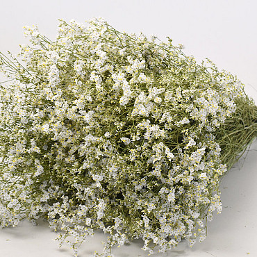 Limonium White 25pcs Big Pack