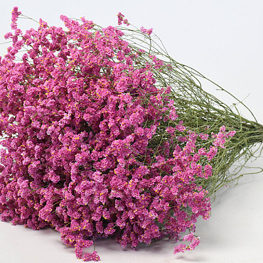 Limonium Rosa 25pcs Big Pack