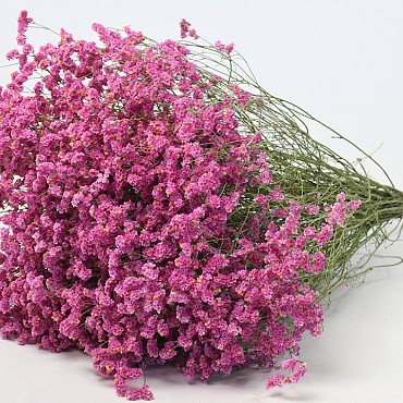 Limonium Rose 25pcs Big Pack