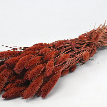 Setaria Rusty Red 65cm