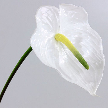 Anthurium  70cm-18cm blanc