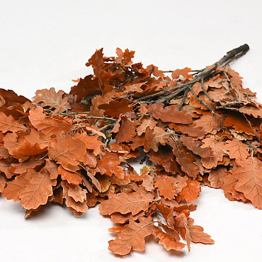 Oak Leaves Orange 50-60cm