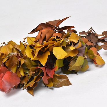 Feuille de Hedera Mix 40-50cm