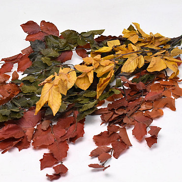 Beech Leaves Mix 80cm 150gr.